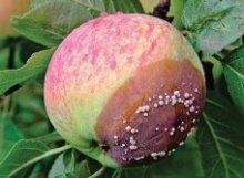 Какие бывают болезни молодых яблонь и их лечение, фото примеры